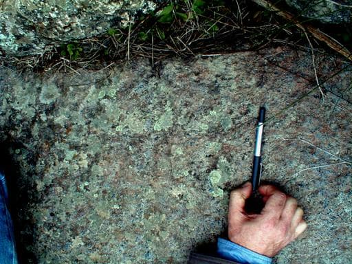 Núcleo de Arte Rupestre da Levada Velha – Bovídeo.