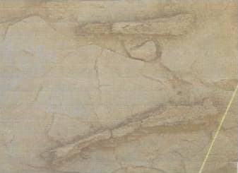 fig 2 Fémures do indivíduo da sepultura 2.