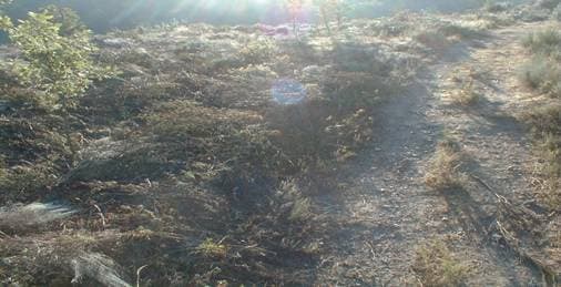 (Necrópole do Sobreirinho – zona de intervenção, antes do inicio dos trabalhos)