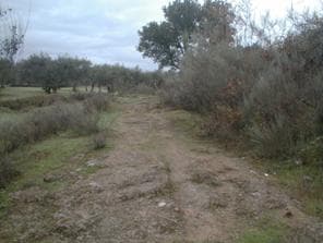 Foto-2 – Vestígios da via XVII a montante de Vila Nova da Rainha